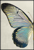 Mariposa turquesa izquierda oro real Póster